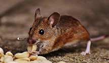 24 Hour & Emergency Exterminators in Dames Quarter, MD